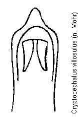 cryptocephalus_villosulus.gif