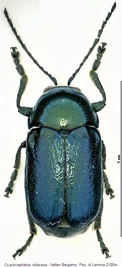 cryptocephalus_violaceus_hab.jpg