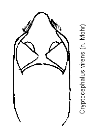 cryptocephalus_virens.gif