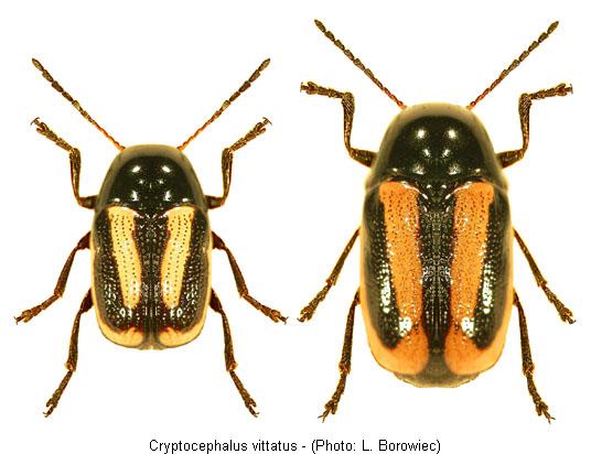 cryptocephalus_vittatus.jpg