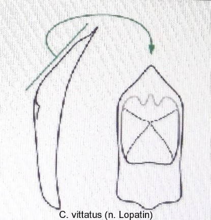 cryptocephalus_vittatus_aed.jpg