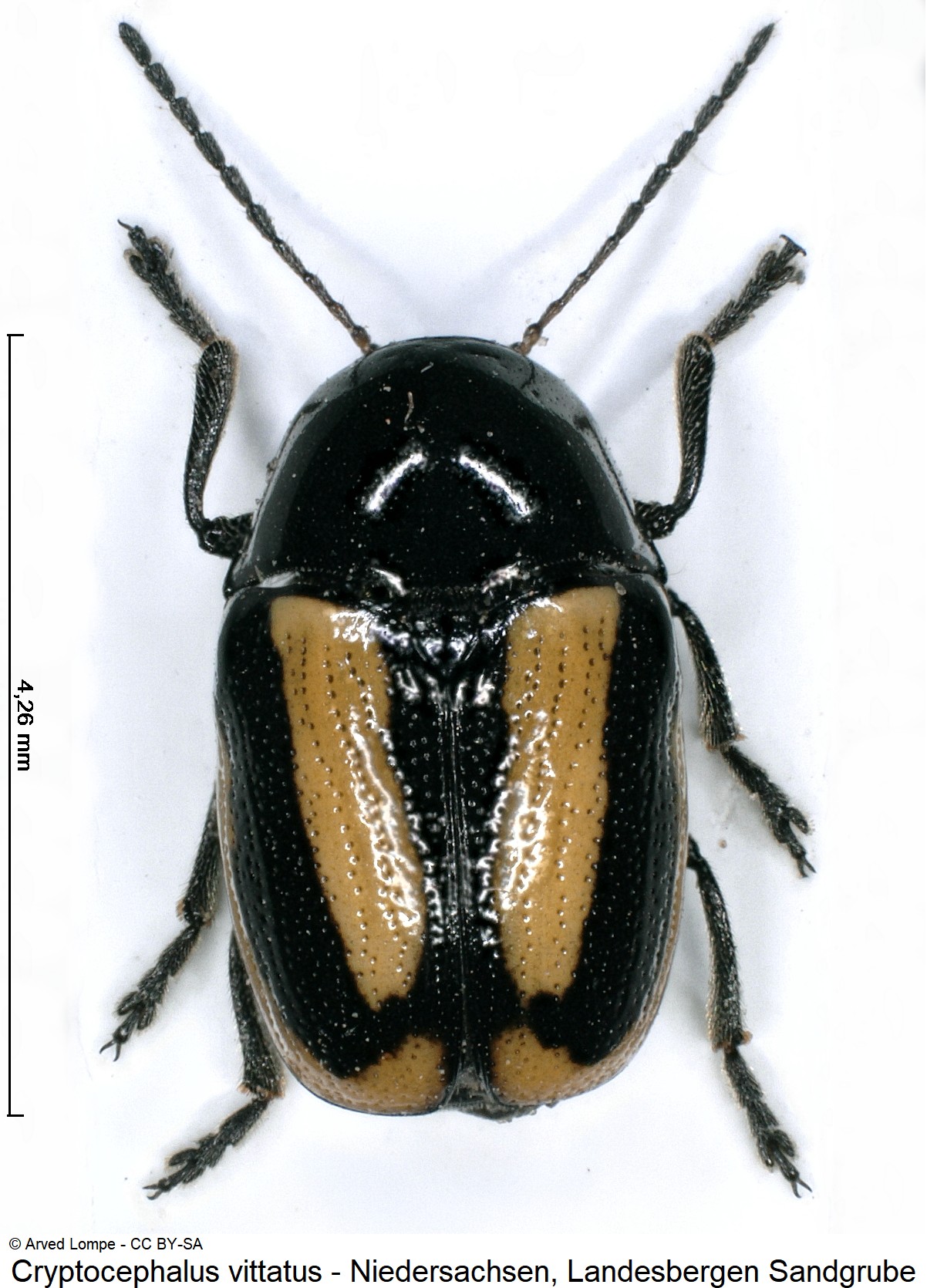 cryptocephalus_vittatus_ck31937927_hab.jpg