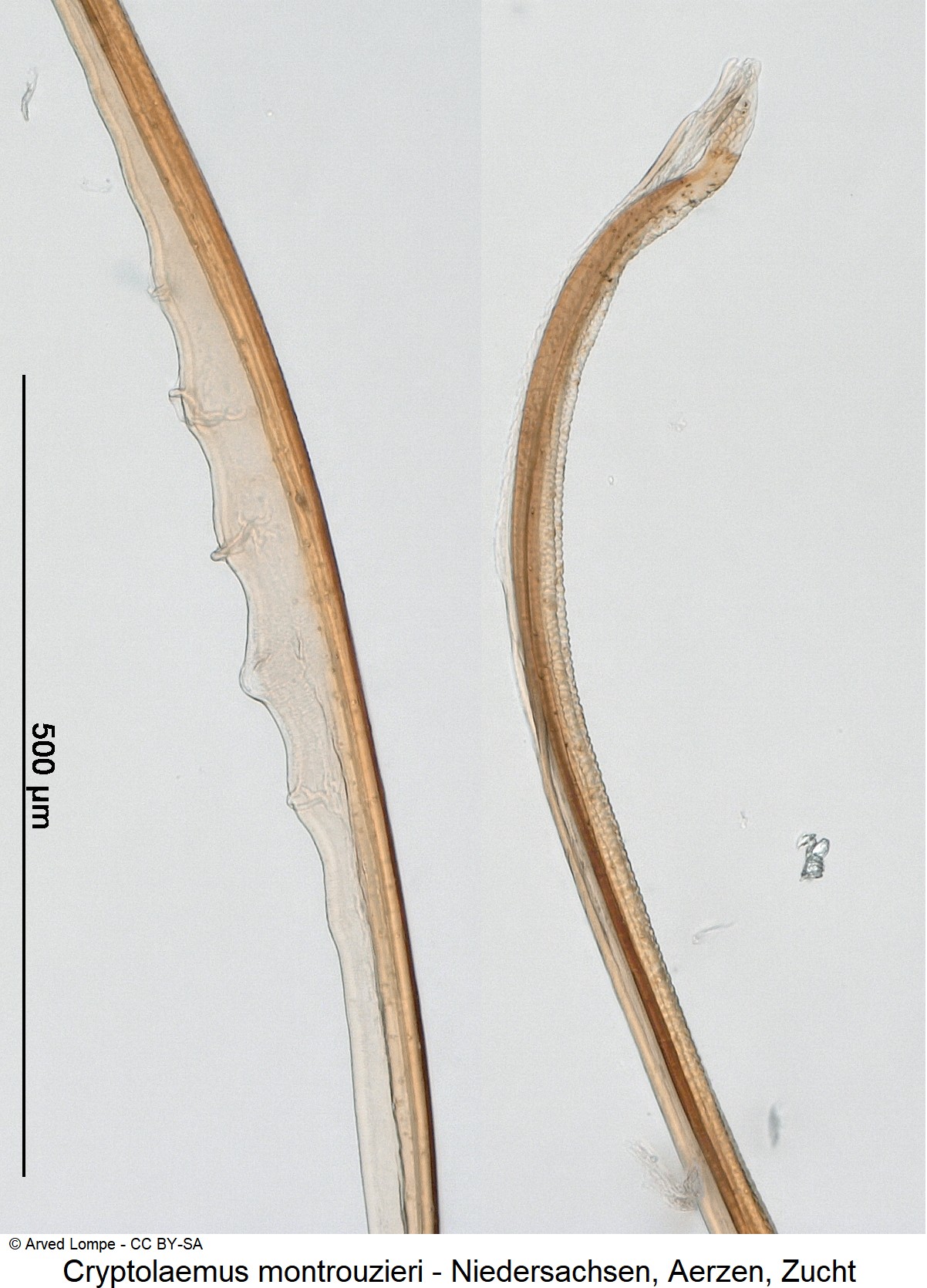 cryptolaemus_montrouzieri_ck35440007_sipho.jpg