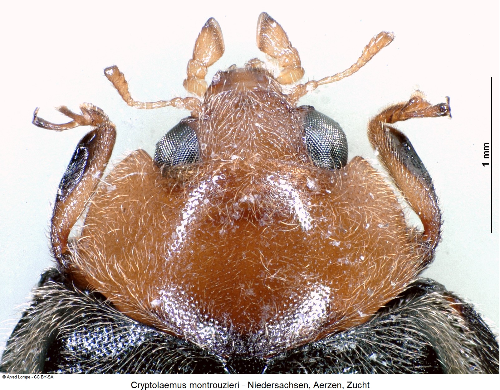 cryptolaemus_montrouzieri_ck35440007_vk.jpg
