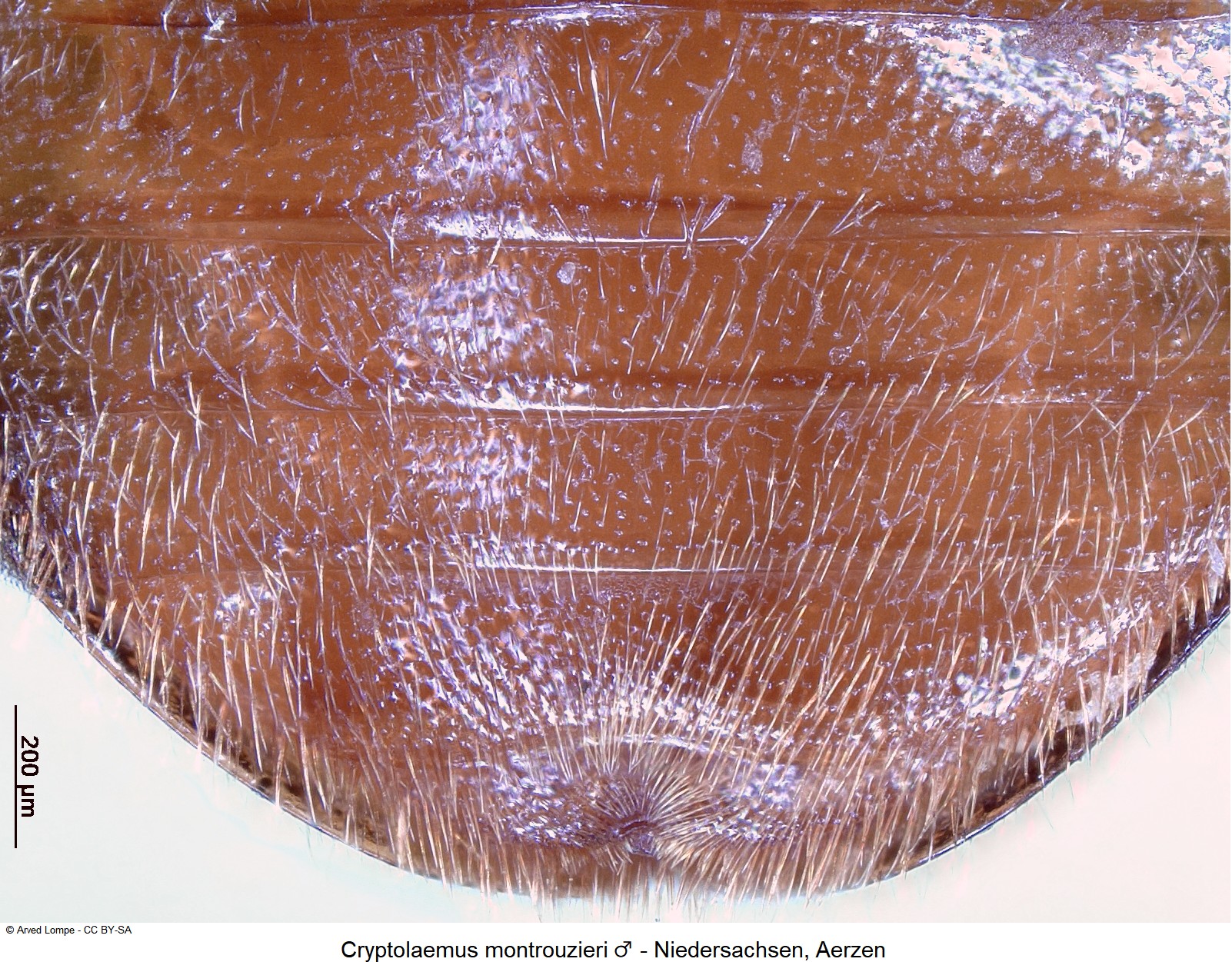 cryptolaemus_montrouzieri_m_ck35440007_abd.jpg