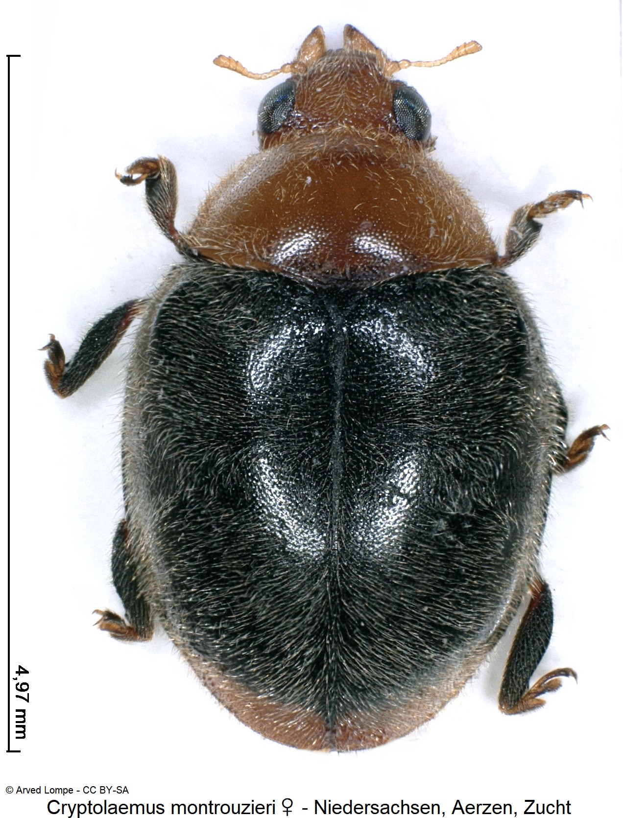 cryptolaemus_montrouzieri_w_ck35440007.jpg