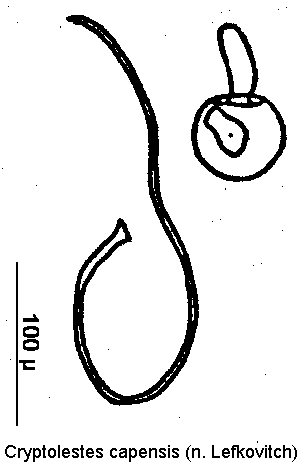 cryptolestes_capensis_sperm.gif