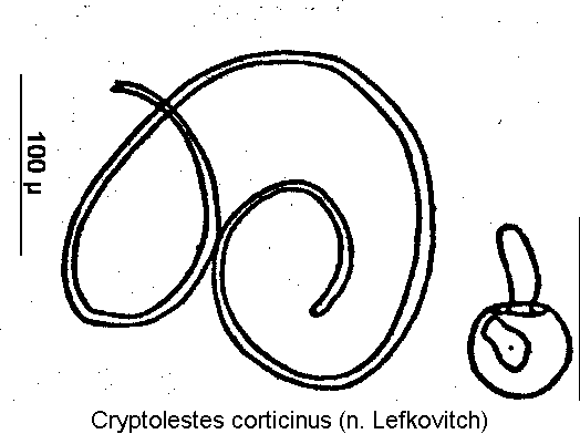 cryptolestes_corticinus_sperm.gif