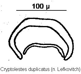 cryptolestes_duplicatus.gif