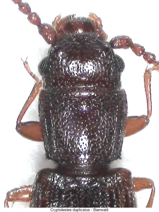 cryptolestes_duplicatus_vk.jpg