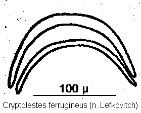 cryptolestes_ferrugineus.gif