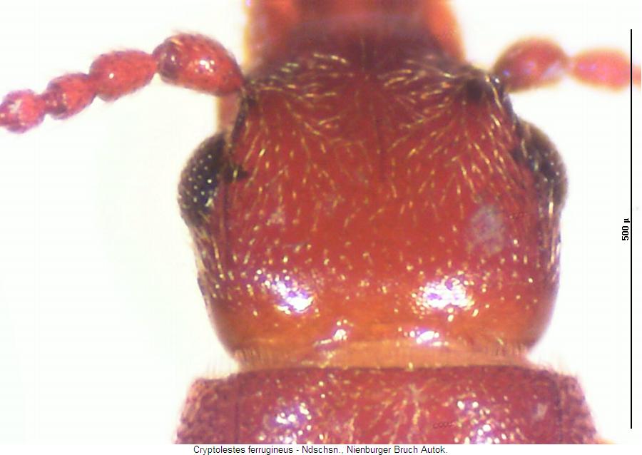 cryptolestes_ferrugineus_k.jpg