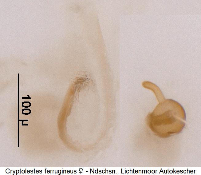 cryptolestes_ferrugineus_sperm.jpg