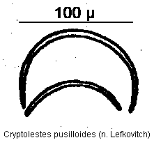 cryptolestes_pusilloides.gif