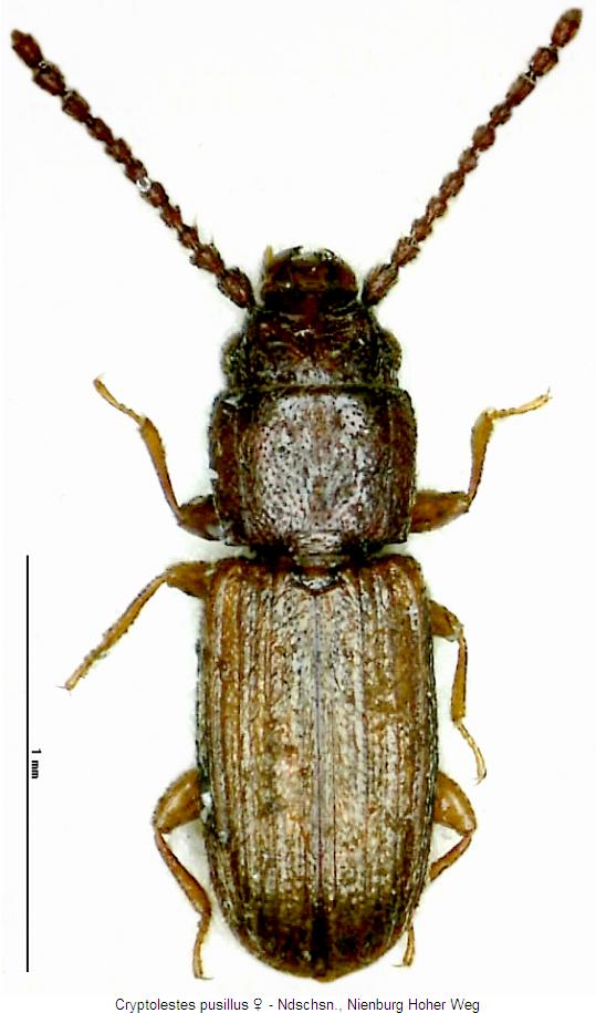 cryptolestes_pusillus_whab.jpg