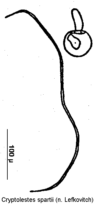 cryptolestes_spartii_sperm.gif
