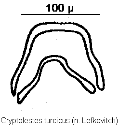 cryptolestes_turcicus.gif