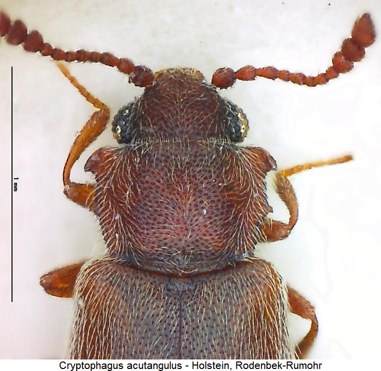 cryptophagus_acutangulus_vk.jpg
