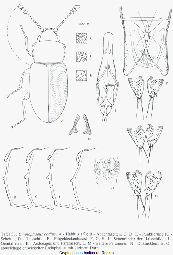 cryptophagus_badius_hab.gif