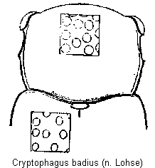 cryptophagus_badius_vk.gif