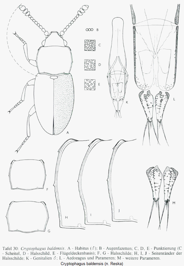 cryptophagus_baldensis_hab.gif
