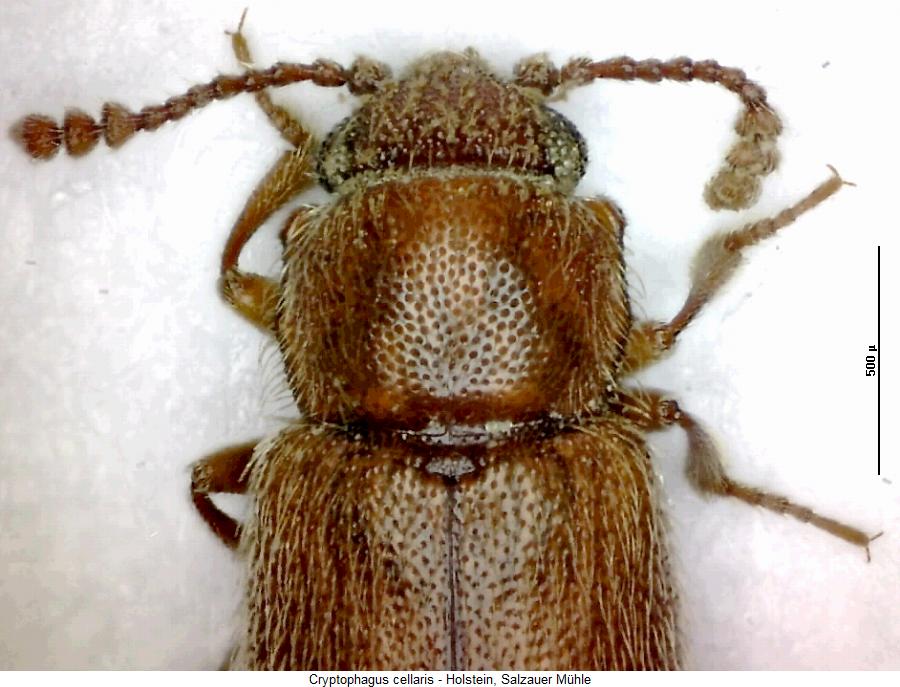 cryptophagus_cellaris_vk.jpg