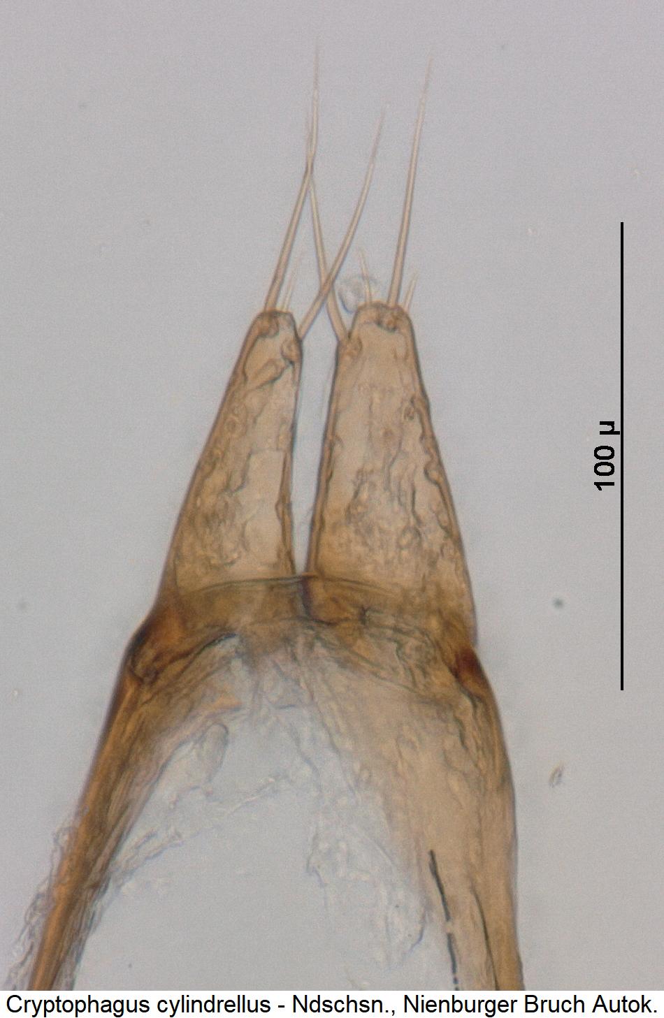 cryptophagus_cylindrellus_param.jpg