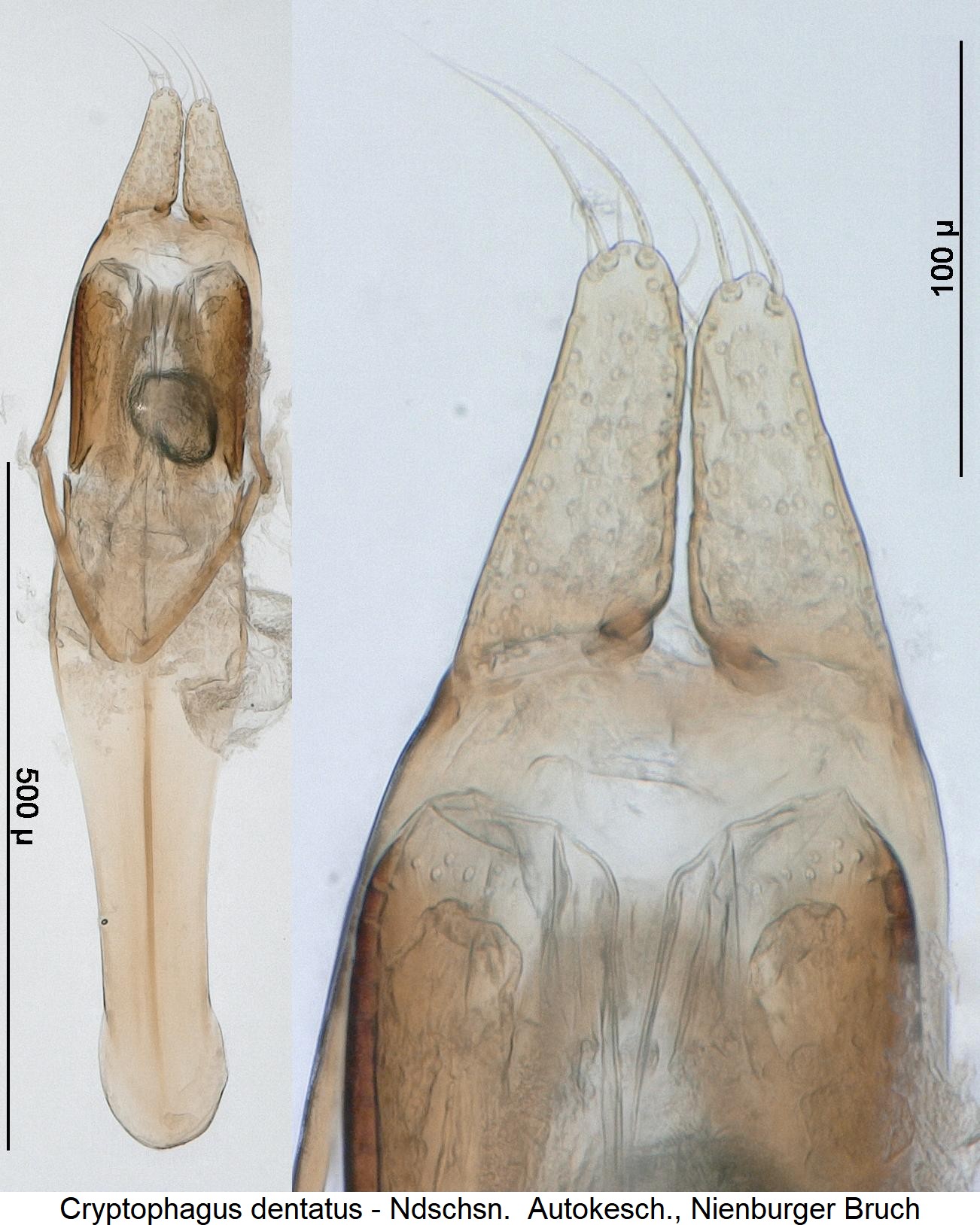 cryptophagus_dentatus_ck22508480.jpg