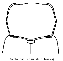 cryptophagus_deubeli_vk.gif