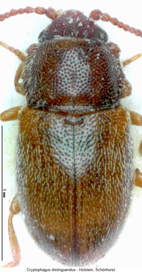cryptophagus_distinguendus_hab.jpg
