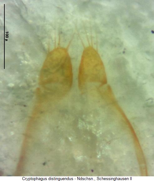 cryptophagus_distinguendus_pm.jpg