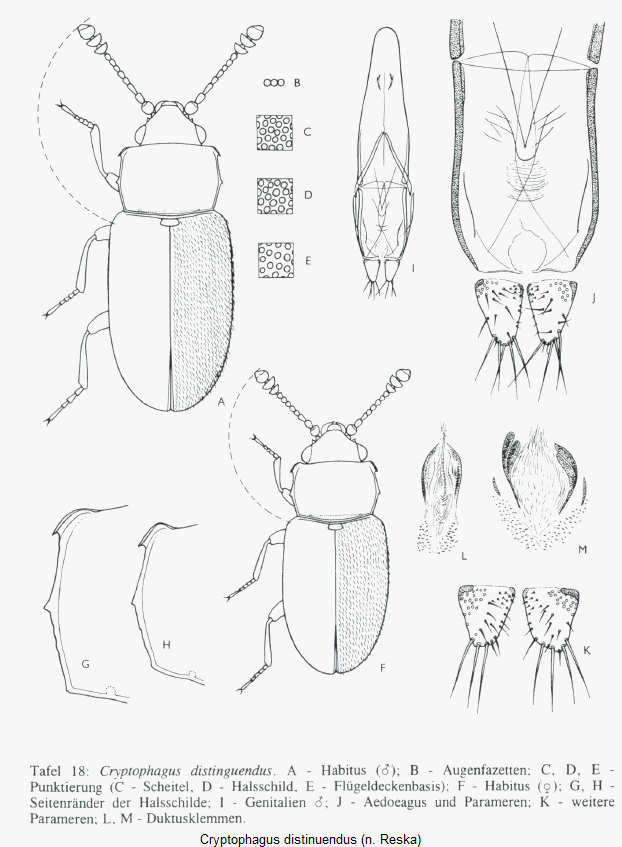 cryptophagus_distinuendus_hab.gif