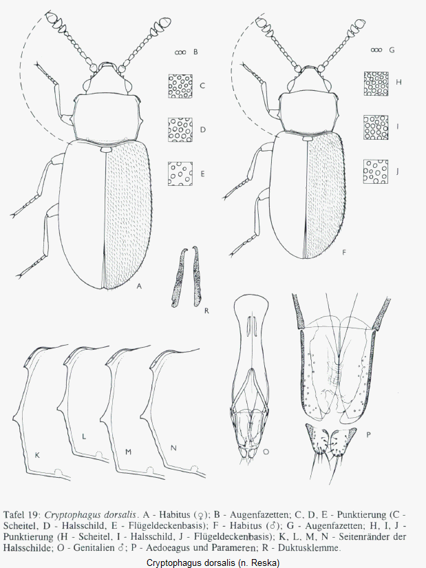 cryptophagus_dorsalis_hab.gif