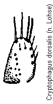 cryptophagus_dorsalis_pm.gif