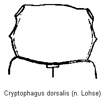 cryptophagus_dorsalis_vk.gif