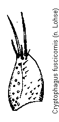 cryptophagus_fuscicornis_pm.gif