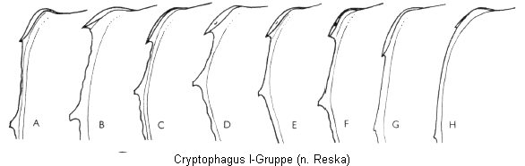 cryptophagus_i-gruppe_hsch.gif