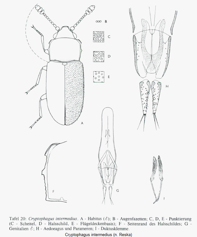 cryptophagus_intermedius_hab.gif