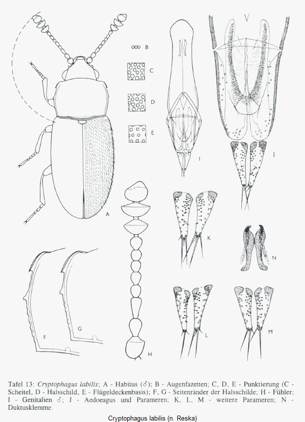 cryptophagus_labilis_hab.gif
