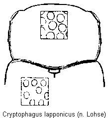 cryptophagus_lapponicus_vk.gif