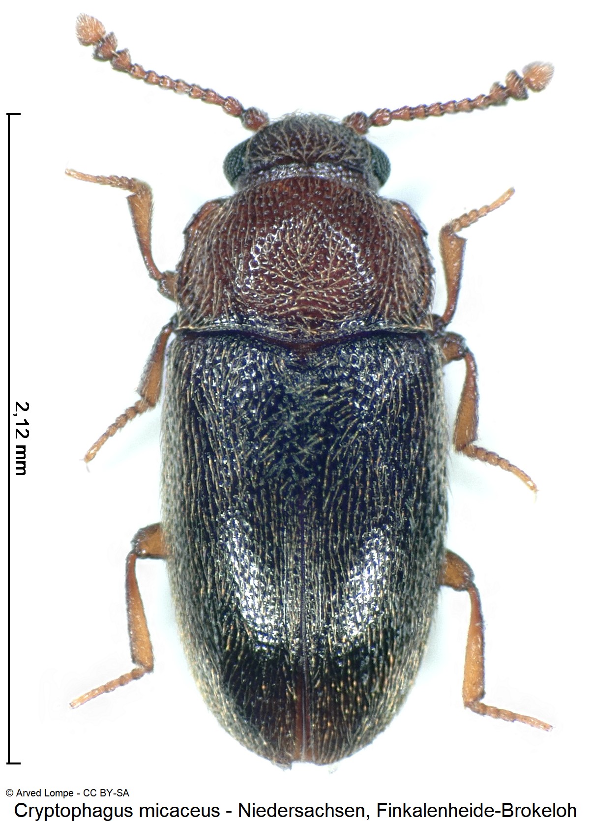 cryptophagus_micaceus_ck36027127_hab.jpg