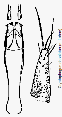 cryptophagus_obsoletus.gif