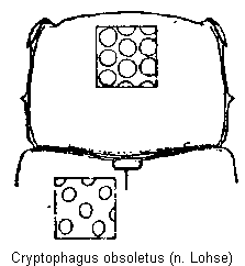 cryptophagus_obsoletus_vk.gif