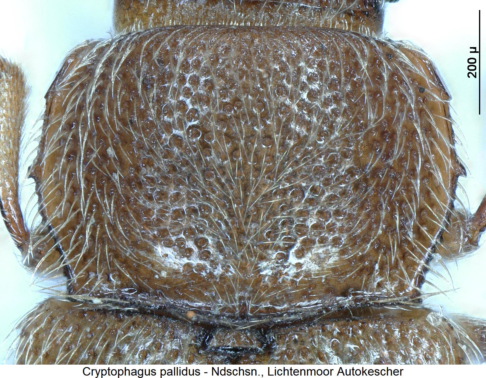 cryptophagus_pallidus_hsch.jpg