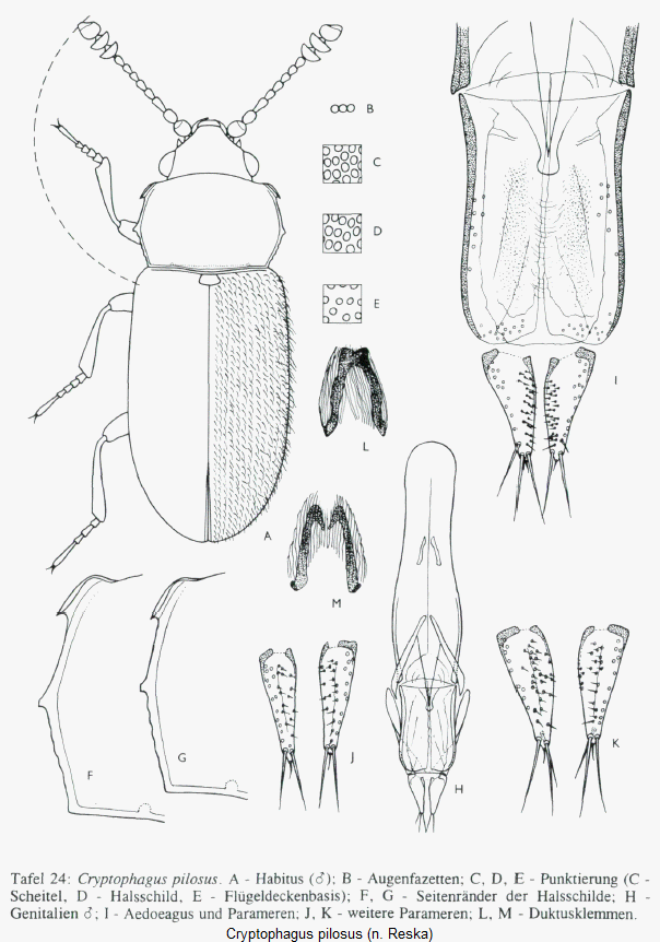 cryptophagus_punctipennis_hab.gif