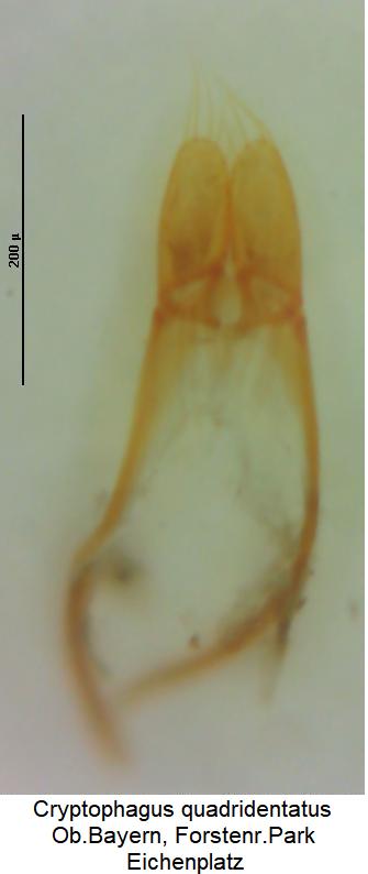 cryptophagus_quadridentatus.jpg