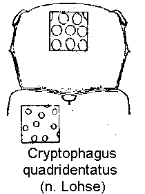 cryptophagus_quadridentatus_vk.gif