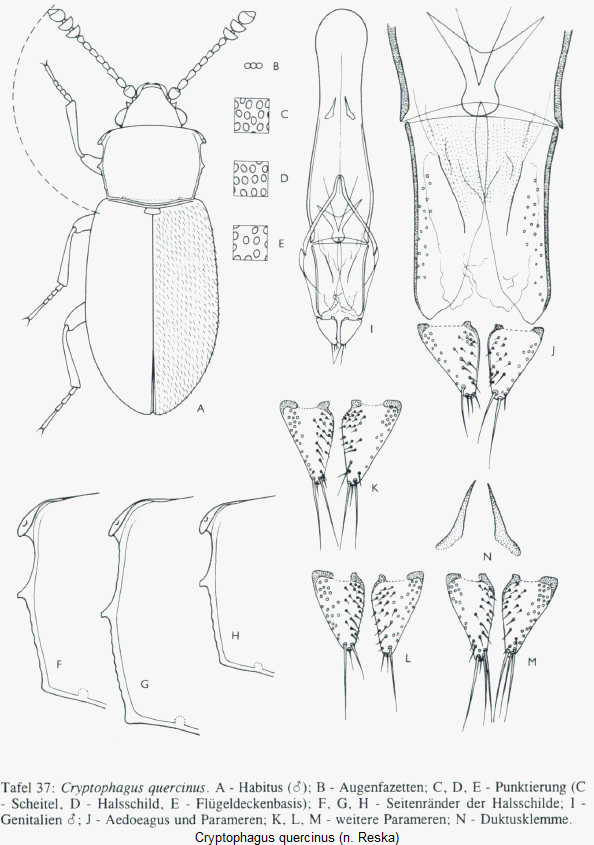 cryptophagus_quercinus_hab.gif