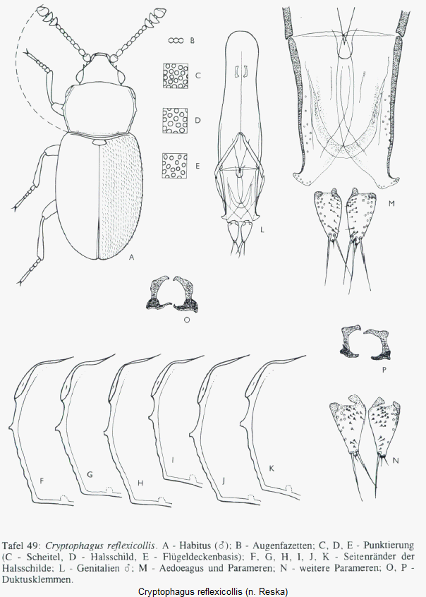 cryptophagus_reflexicollis_hab.gif