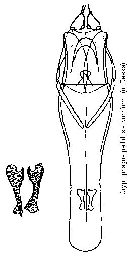 cryptophagus_reflexus_a.gif